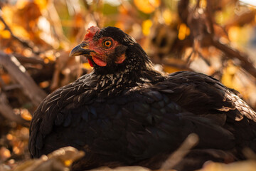 close up portrait of free range black chicken with red scallop sitting in autumn leaves and looking at camera against blurry background