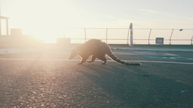 South American brazilian coati (Nasua nasua), which is a coati species and a member of the raccoon family (Procyonidae), from tropical and subtropical South America.