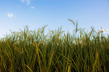 Ears of rice in fields at sky.
