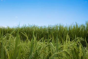 Ears of rice with blue sky.