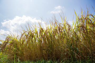 Golden ears of rice on fields.
