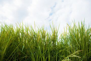 Obraz premium Green rice in rainy season.