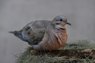 Eared Dove (Zenaida auriculata), Rosario, Argentina