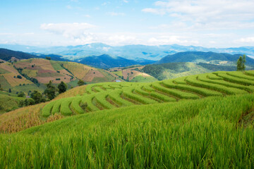 Fototapeta na wymiar Green rice on hill with sky.