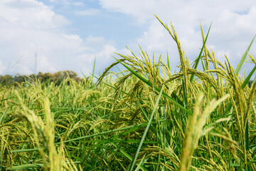 Growing ears of rice on fields.