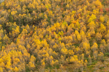 trees in autumn