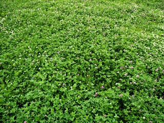 Fototapeta na wymiar lots of green clover leaves in a summer clearing. the view from the top