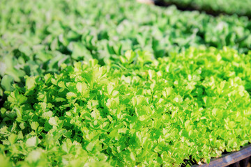 Organic vegetable with green background.