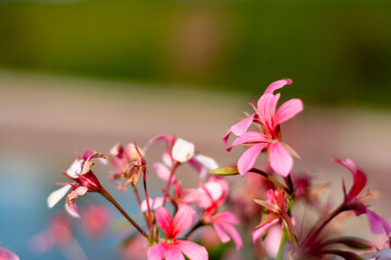 Fototapeta na wymiar flores rosa con fondo verde