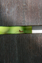 ant in-between two pieces of wood