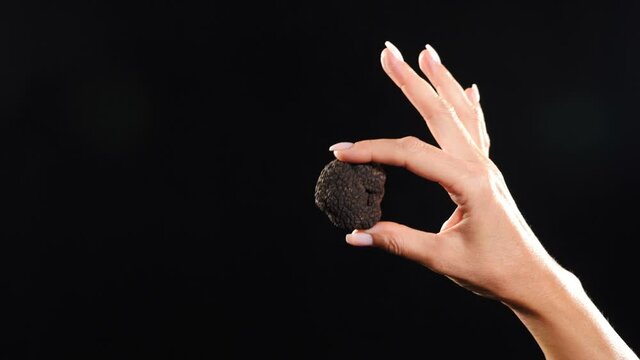 Elegant female hands holding tubers of black truffles. Rare black truffle mushroom on dark background. Close-up shot. Luxury expensive food, gourmet in restaurant. 4 k video