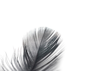 black feather texture on white background