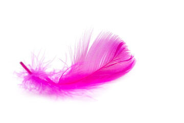 Pink feather texture  on white background
