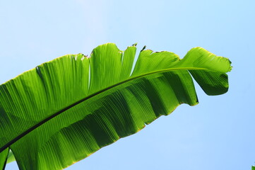 green leaf on blue sky background