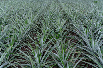 A growing pineapple tree in farm, Agricultural Industry Concept.