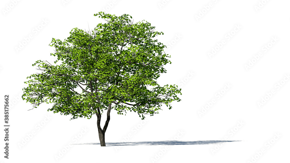 Wall mural hi-resolution beautiful 3d trees isolated with shadow on white background , use for visualization in