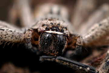 spider on the ground macro detail