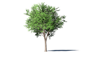 Hi-Resolution Beautiful 3D Trees Isolated with shadow on white background , Use for visualization in architectural design