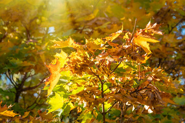 Maple branches with yellow leaves in autumn, in the light of sunset.