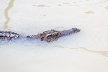 Crocodile is scary  in the water cage in the zoo.