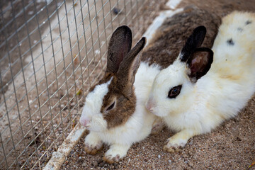 Two rabbits were sleeping next to each other in a cage.