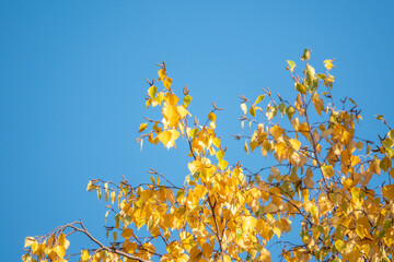 Birch branches with yellow leaves in autumn, in the light of sunset. Blue sky background