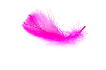 Pink feather texture on white background