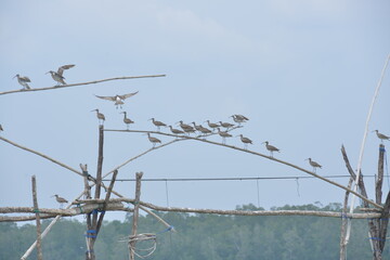 a flock of birds perched on a branch by the sea
