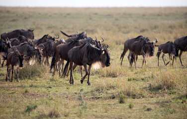 Naklejka na ściany i meble The Wildebeest migration on the banks of the Mara River. Every Year 1.5 million cross the Masai Mara in Kenya. 