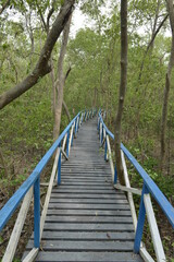 Fototapeta na wymiar mangrove forest area, Indonesia