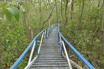 mangrove forest area, Indonesia