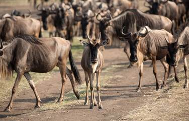 The Wildebeest migration on the banks of the Mara River. Every Year 1.5 million cross the Masai...
