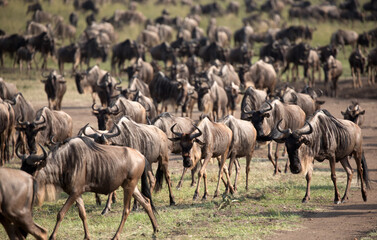 Naklejka na ściany i meble The Wildebeest migration on the banks of the Mara River. Every Year 1.5 million cross the Masai Mara in Kenya. 