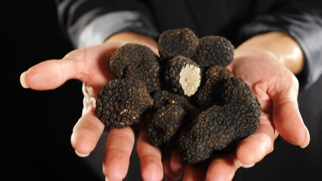 Elegant female hands holding and offering tubers of black truffles. Rare black truffle mushroom on dark background. Close-up shot. Luxury expensive food, gourmet in restaurant. 4 k video