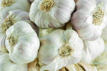 White garlic head heap. top view.
