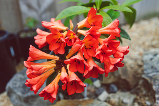 close-up of orange vireya rhododendron plant with coral flowers outdoor