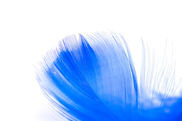 Blue feathers texture