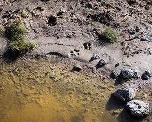 Rastros que intimidan.

Huellas de Puma, frescas, en nuestra Patagonia.