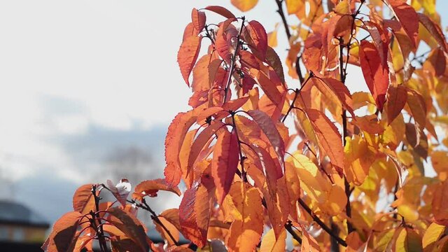 branch with autumn red and yellow cherry leaves on sky background, close up full HD stock video footage in real-time with copy space