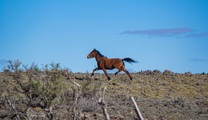 Caballo salvaje en modo Mustang.