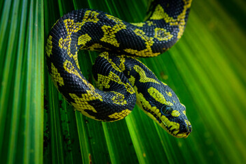 Green Carpet Python with a green leaf in the background. The Carpet Python scientific name is Morelia spilota.