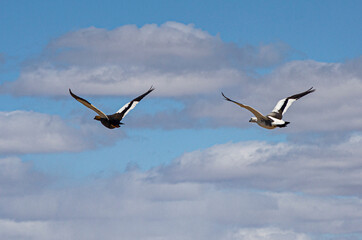 El placer de volar.

libertad y migrando sin cuarentena.