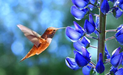 Rufous Hummingbird over blurred background
