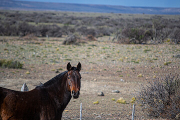 Caballo Café con Patagonia de fondo.