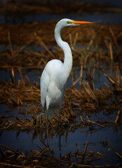 Great White Heron, Egret, Standing in a Marsh