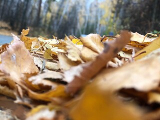 Autumn