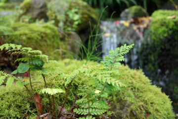 小川の岩に生えた小さな植物 1