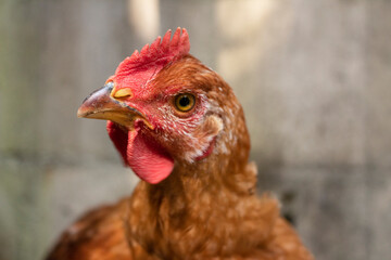 Pollo saludable, granja casera, granja, avicola, avicultura, salud, naturaleza, pollo, gallo