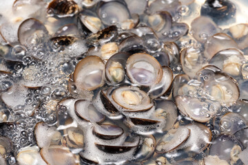 鍋でシジミを煮る