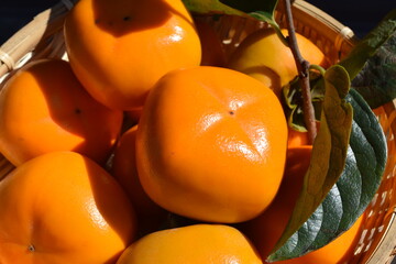 収穫した柿の実 庄内柿